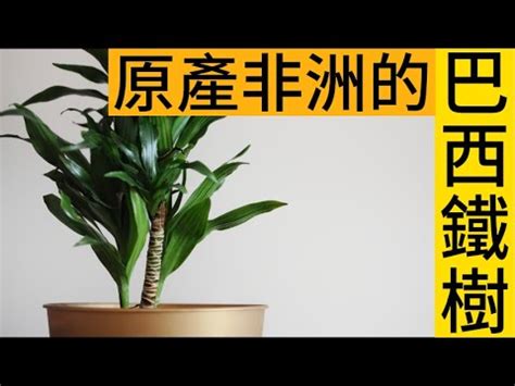 巴西鐵樹 室內|巴西鐵樹：室內綠化的絕佳選擇，淨化空氣的美麗守護者！